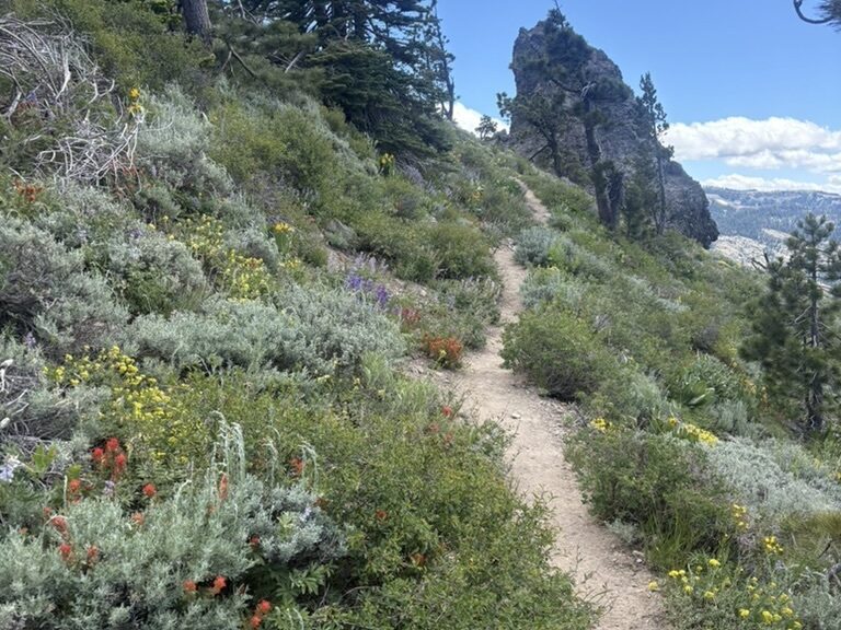 A singletrack trail climbing through Sierra wildflowers toward a granite spire above Lake Tahoe